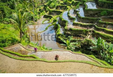 988 Sri Lanka Rice Cultivation Images, Stock Photos, 3D objects, & Vectors | Shutterstock