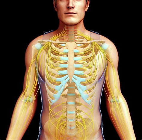 Male Skeletal And Nervous Systems Photograph by Pixologicstudio/science Photo Library - Fine Art ...