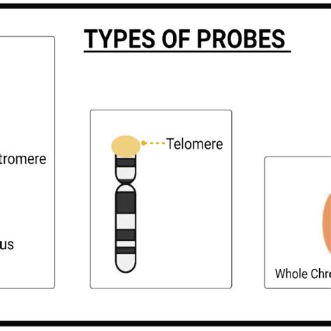 Different types of Probes | Download Scientific Diagram