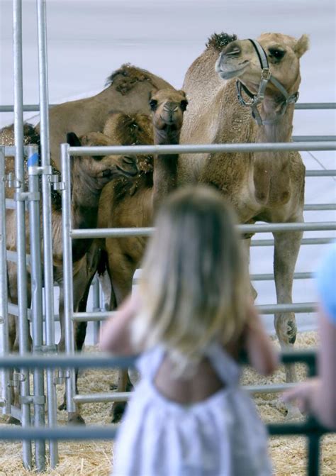 Photo Gallery: Oasis Camel Dairy demo shows how to milk a camel plus other facts about ...