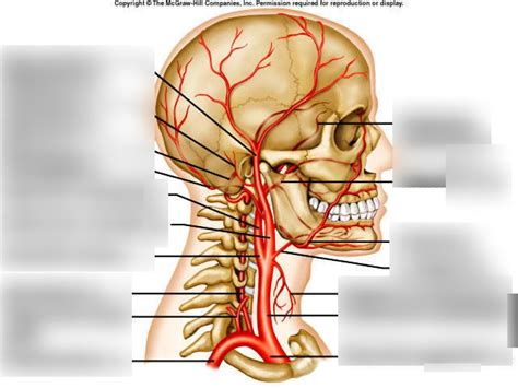 Major Arteries Of Head And Neck