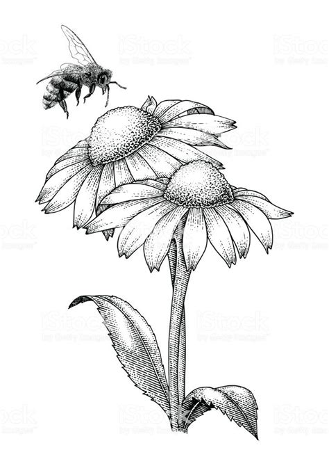 Bee with flowers hand drawing engraving style isolate on white... | Flower drawing, Bee drawing ...