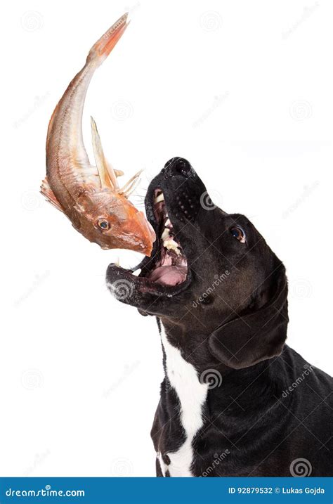 Black dog eating raw fish. stock photo. Image of white - 92879532