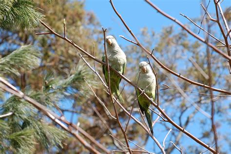 Urban Wildlife Guide: Brooklyn's Monk Parakeets