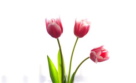 Fondos de pantalla : Minimalismo, Flores, Tulipanes, Plantas, Fondo ...