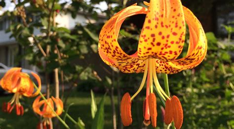 Native plants: 'Love at first sight and forever after' - Milkweed Journal