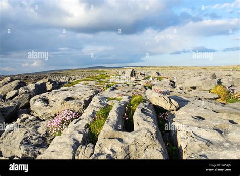 Limestone pavement at Burren , County Clare, Republic of Ireland Stock ...