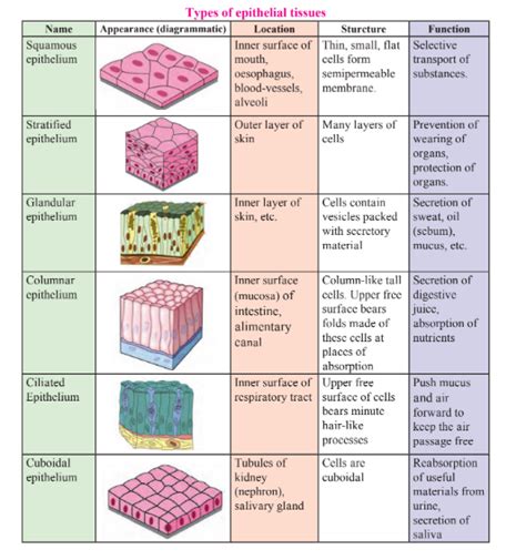 Write the location, structure and function of following epithelial ...