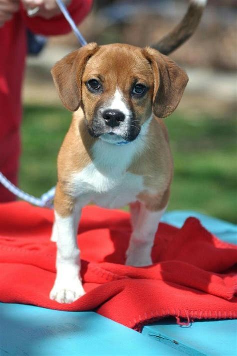 21 best Beagle/Boxer Mix images on Pinterest | Doggies, Puppies and Beagle