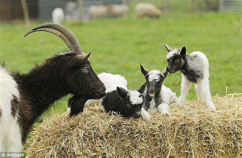 Rarer than pandas: The three spring Bagot goats who are anything but gruff | Daily Mail Online