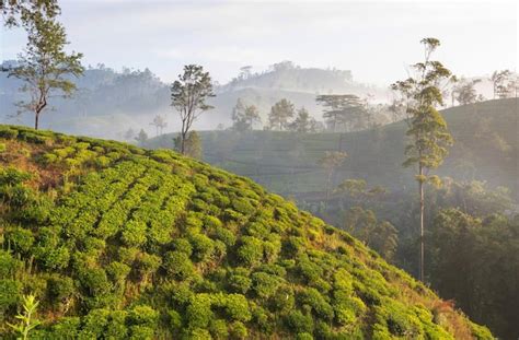 Premium Photo | Tea plantation