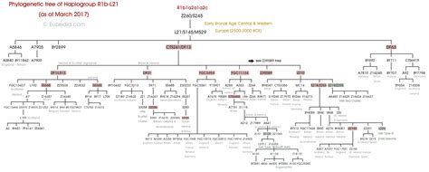 Phylogenetic tree of haplogroup R1b-L21 (Y-DNA) - Eupedia ...