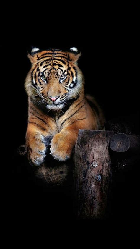 Tiger, HD phone wallpaper | Peakpx