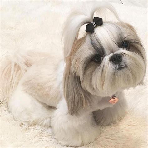 Fantastic "shih tzu" info is readily available on our site. Check it ...