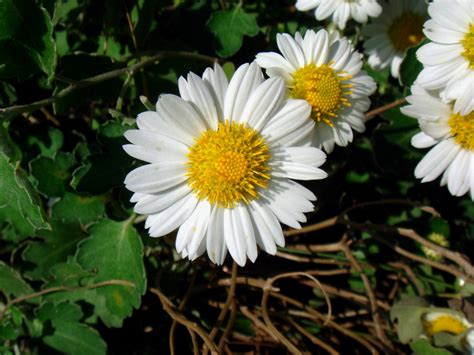 Chrysanthemum japonense (Makino) Nakai var. ashizuriense Kitamura