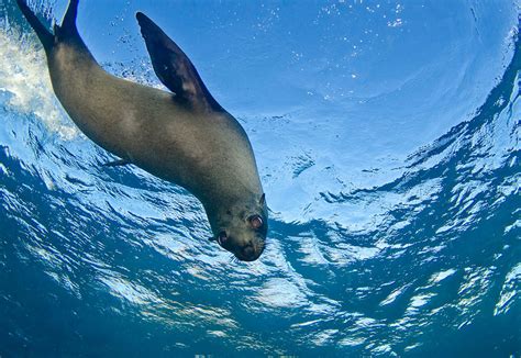 Narooma Diving Charters - Seals, Snorkel & SCUBA Diving