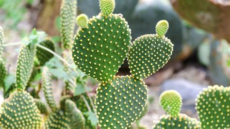 How Many Different Cactus Plants Are There : Make the most of your ...