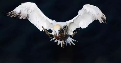 Incredible Aberdeenshire wildlife to be showcased on new BBC Scotland ...