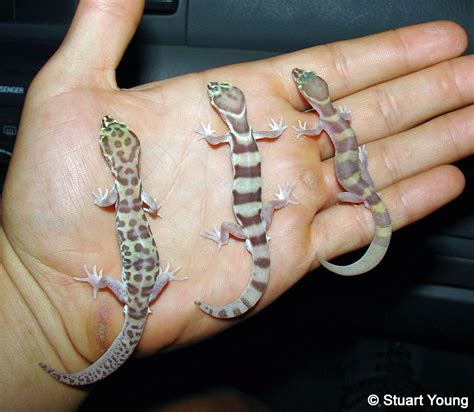 Western Banded Gecko