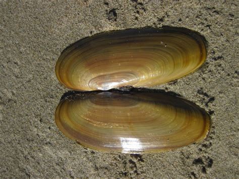 Pacific Razor Clam (Siliqua patula) · iNaturalist