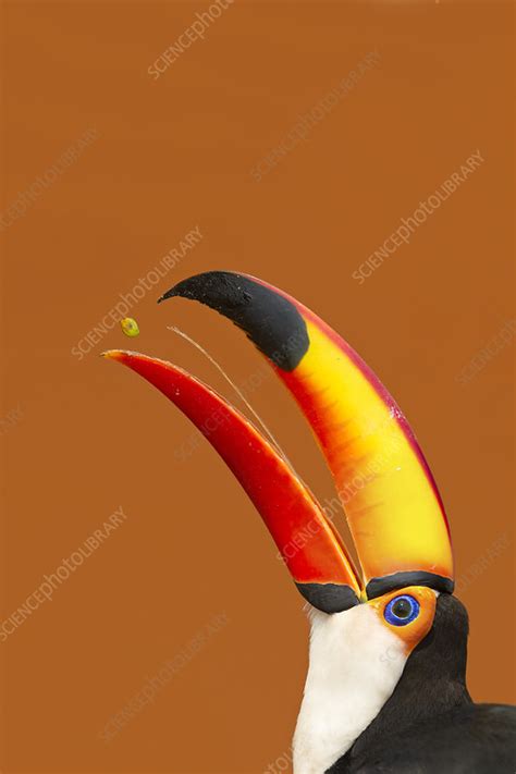 Toco Toucan feeding - Stock Image - C040/8554 - Science Photo Library