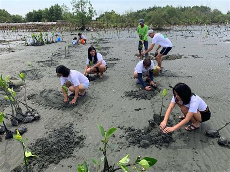 Six projects restoring vital mangrove forests around the world | One Earth