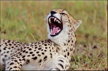 In Your Quest To Spot Cheetah Habitat Is Key