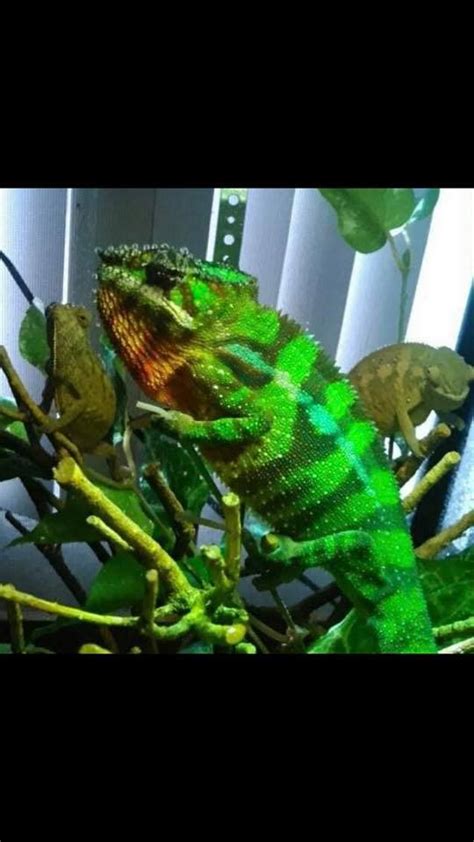 Great Lakes Reptiles - Home