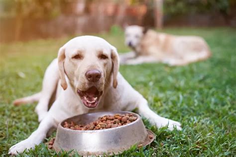 Soft dog food for senior dogs, A Guide to Feeding Your Aging Pet