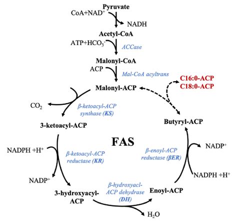 Fatty acid synthase (FAS). Fatty acid synthesis is initiated by... | Download Scientific Diagram