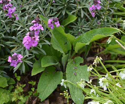 How to make comfrey fertilizer: a natural way to boost plants | Homes & Gardens