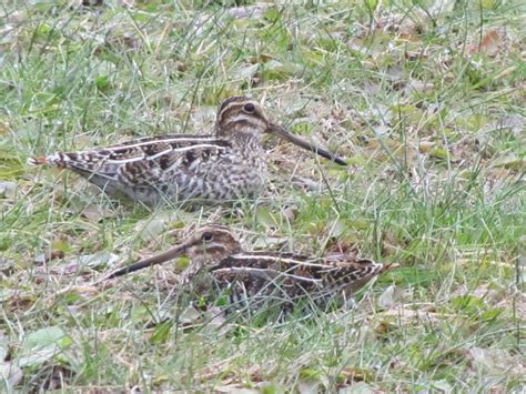 Kentucky Wild Bird Lover: Wilson Snipe