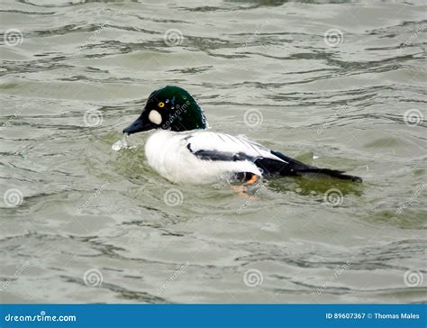 Common Goldeneye stock image. Image of america, drops - 89607367