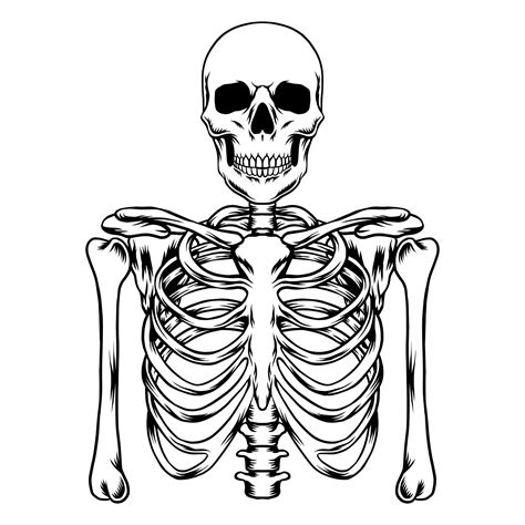 Human skeleton vector art 13373993 Vector Art at Vecteezy