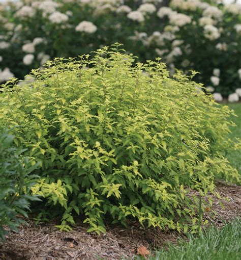 Sunshine Blue® II Blue Mist Shrub | Natorp's Online Plant Store