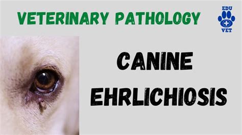 Canine Ehrlichiosis: An update on Diagnosis | Pashudhan praharee