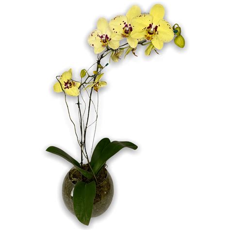 Topo 31+ imagem orquídea phalaenopsis amarela como cuidar - br ...