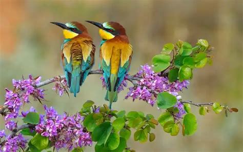 European Bee Eater - Facts, Size, Diet, Pictures - All Animal Facts