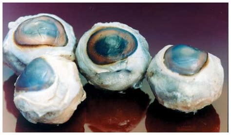Fisher Science Education Preserved Specimens: Sheep Eye Sheep Eyes ...