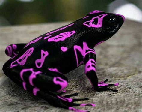 Pin by Sheena Jackson on Beauty | Weird animals, Frog species, Black frog