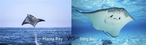 Difference Between Manta Ray and Stingray | Manta Rays and Stingray