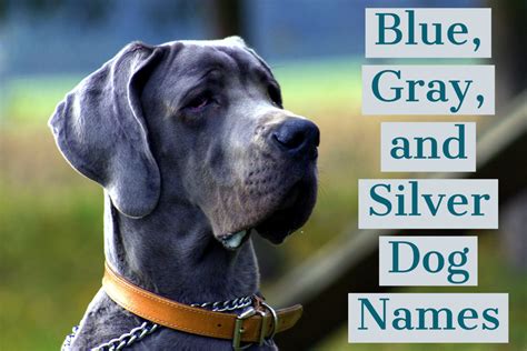 140+ Unique Names for Blue, Gray, and Silver Dogs | PetHelpful