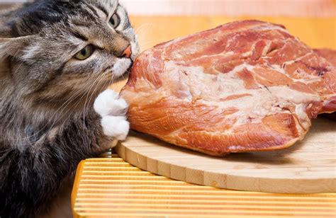 Pork Allergy in Cats - Symptoms, Causes, Diagnosis, Treatment, Recovery, Management, Cost