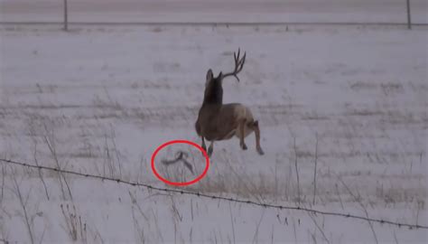 Hunter Shares Epic Video Showing Big Buck Shedding His Antlers