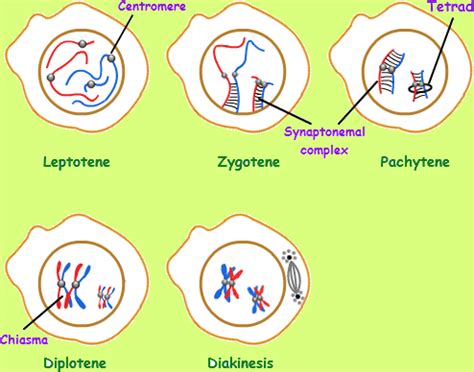 Prophase 2 Meiosis