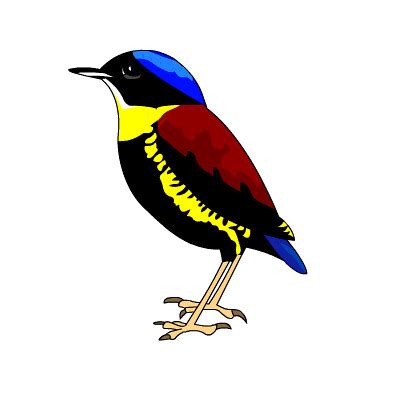 Gurney's Pitta | Royalty free bird clipart of male Gurney's ...