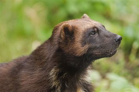 Wolverines - Wild Animals News & Facts by World Animal Foundation