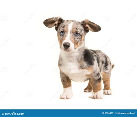 Cute Standing Blue Merle Welsh Corgi Puppy with Blue Eyes and Ha Stock ...