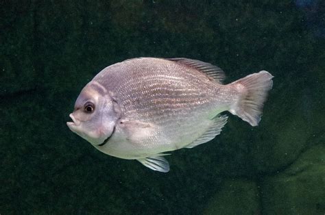 Silver Fish In Aquarium Free Stock Photo - Public Domain Pictures