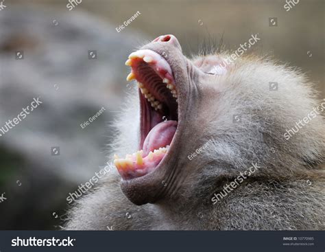 Baboon Monkey Showing Teeth Stock Photo 10770985 - Shutterstock